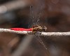 Orthetrum villosovittatum male-2146